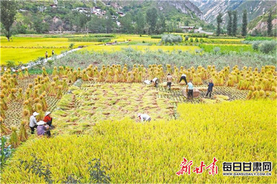 【圖片新聞】隴南文縣白水江沿岸的稻田里農戶正在收割水稻