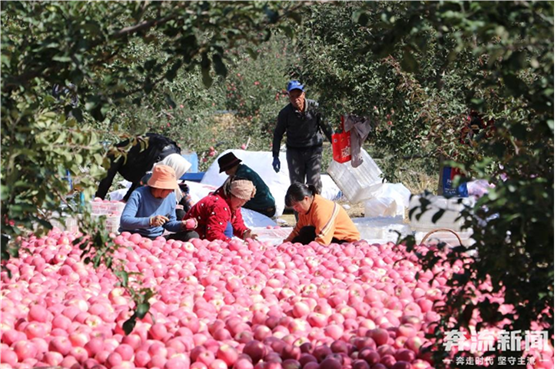3.6亿元！这是甘肃静宁一个偏远乡镇的苹果年产值