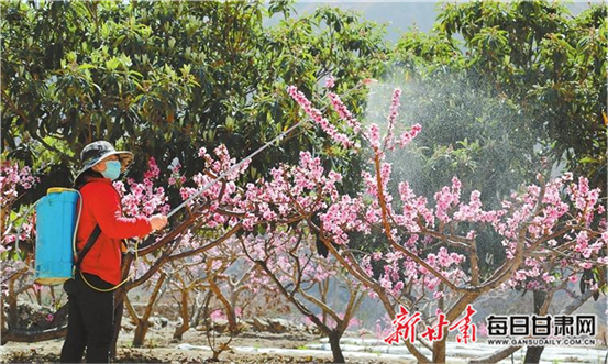 【图片新闻】陇南市武都区汉王镇马坝村农户在果蔬园里进行春季管护